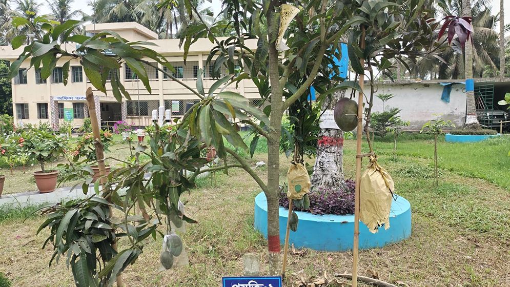 এক গাছেই ১০ জাতের আম!