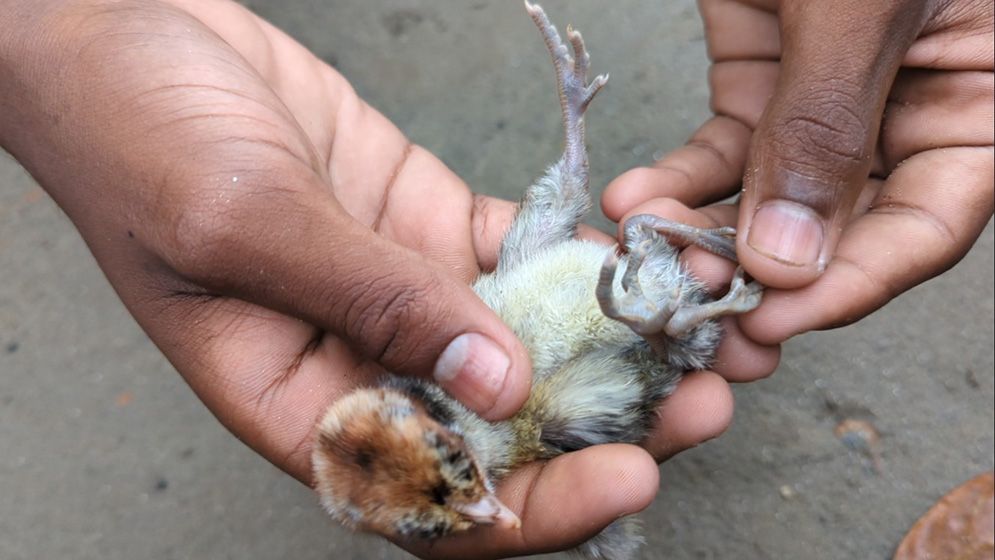 গোপালপুরে চার পা-ওয়ালা মুরগির ছানা, দেখতে ভিড়