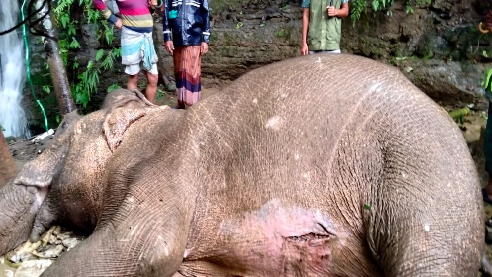 খাবারের খোঁজে ৩শ ফুট থেকে পড়ল হাতি