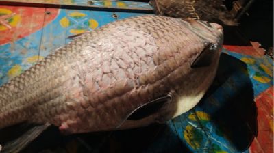 পদ্মায় ধরা পড়ল ৪০ কেজির কাতলা মাছ