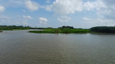 টানা বৃষ্টিতে ডুবে গেছে মেঘনা চরের আমন ধান-পান-সবজি