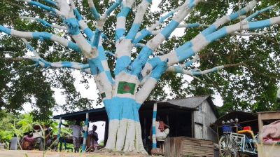 যমুনার চরে ‘আর্জেন্টিনা বটগাছ’