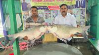 পদ্মার দুই কাতলা ৮৪ হাজার টাকায় বিক্রি