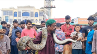 জালে আটকা ৯ ফুট লম্বা অজগর