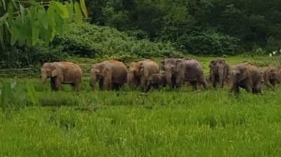 হাতির প্রাকৃতিক অভয়াশ্রম