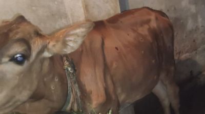 লালপুরে লাম্পি রোগে আক্রান্ত ২১ হাজার গরু, মৃত্যু ৪০