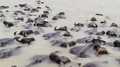 জোয়ারে ভেসে গেছে দুই শতাধিক গবাদিপশু, পানিবন্দি শতাধিক পরিবার
