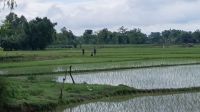সীমান্তে খুঁটি বসানোর চেষ্টা, বিজিবির বাধায় পিছু হটল বিএসএফ