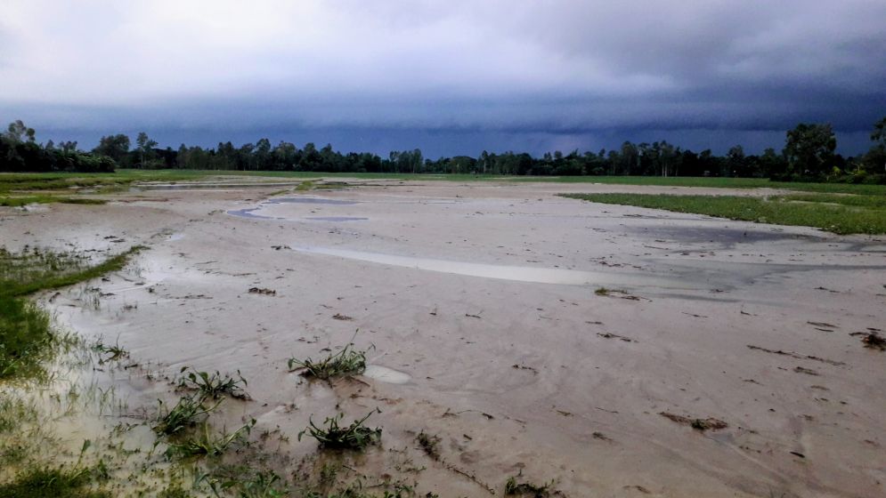 শেরপুরে বন্যার পর ফসলি জমিতে বালুর স্তর, দিশেহারা কৃষক