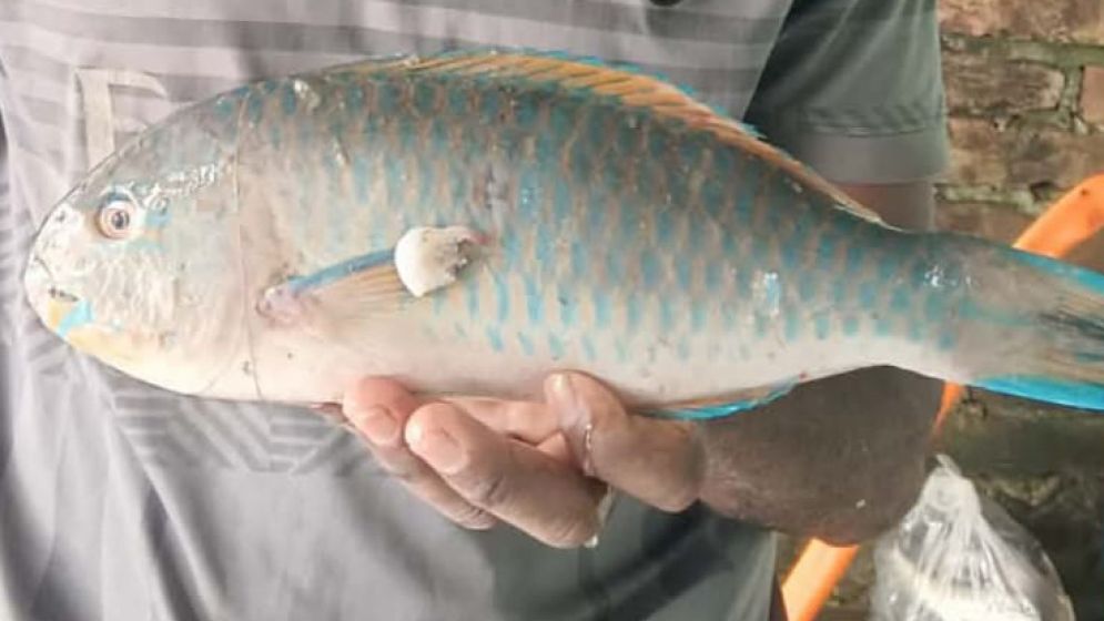 জেলের জালে ধরা পড়ল ‘প্যারটফিশ’