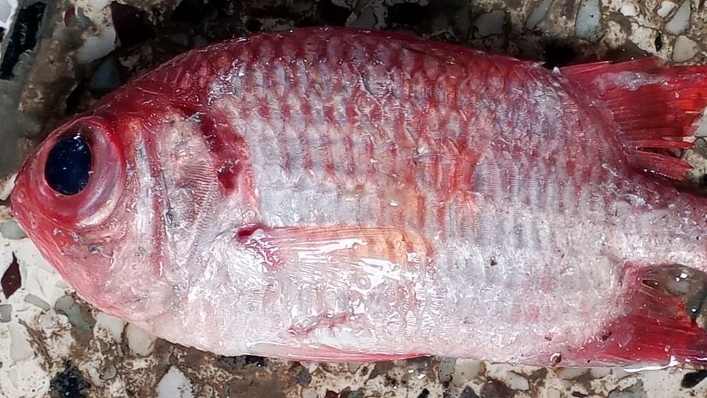জেলের জালে ধরা পড়ল আকর্ষণীয় ‘সোলজারফিশ’