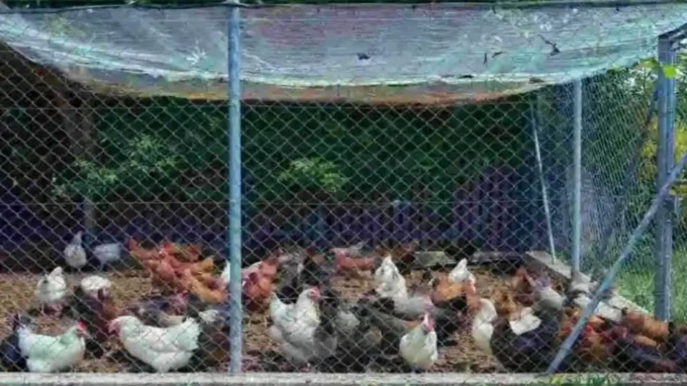 শিয়াল ঠেকাতে পাতা বিদ্যুতের ফাঁদেই প্রাণ গেল খামারির
