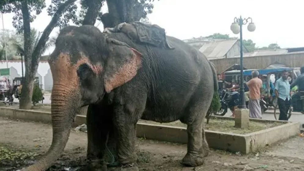 হাতির সঙ্গে অটোর ধাক্কা, মায়ের কোল থেকে ছিটকে শিশুর মৃত্যু