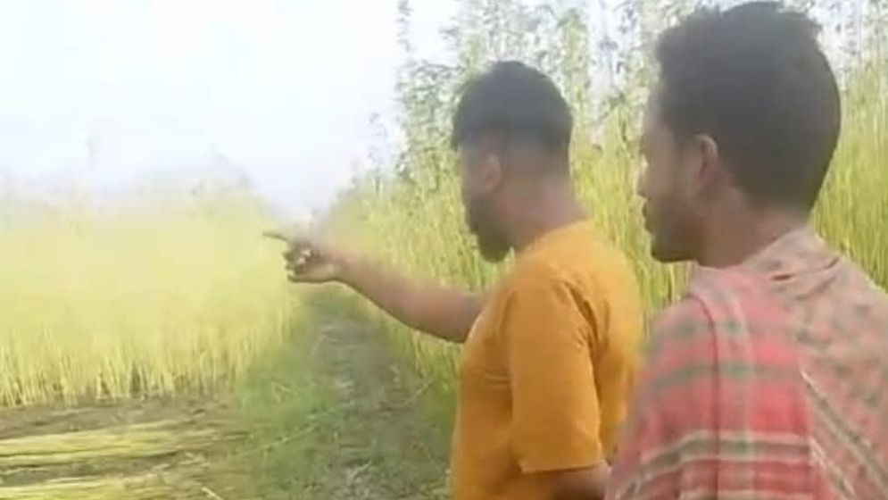 হত্যা মামলার আতঙ্কে পুরুষশূন্য গ্রাম, সেই সুযোগে পাট কাটায় বাধা ও প্রবাসীর স্ত্রীকে মারধরের অভিযোগ