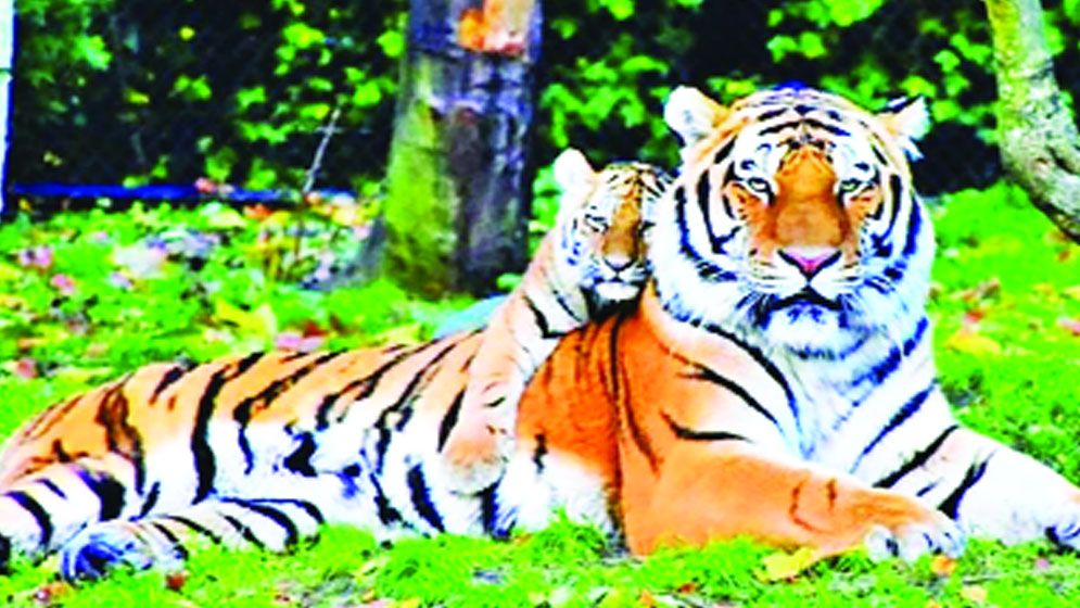 সুন্দরবনে নয় বছরে বেড়েছে ১৯ বাঘ
