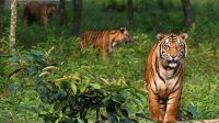 বিশ্ব বাঘ দিবস আজ