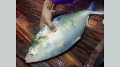 দুই কেজির ইলিশ বিক্রি হলো সাড়ে ১০ হাজার টাকায়