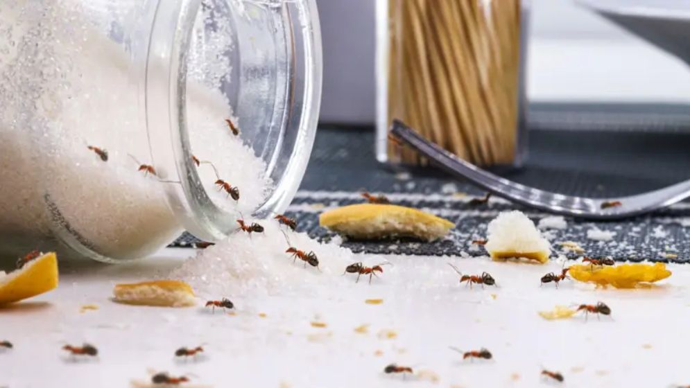 পিঁপড়েরা কীভাবে মিষ্টির খোঁজ পায়?