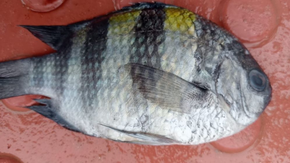 গভীর সমুদ্রে ধরা পড়ল বিরল ‘সার্জেন্ট মেজর’, উৎসুক জনতার ভিড়