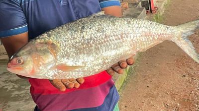 সাগর মোহনায় ধরা পড়ল বড় ইলিশ, চড়া দামে বিক্রি