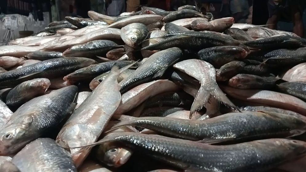 একসঙ্গে ধরা পড়ল ৪৬ মণ ইলিশ