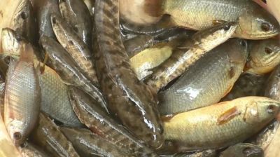 মাছে গন্ধ হয় যে কারণে, যেভাবে দূর করবেন গন্ধ