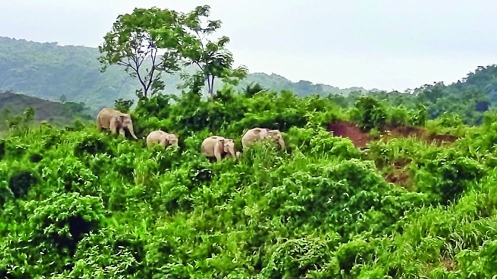 টেকনাফের পাহাড়ে বন্য হাতির পাল