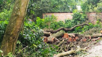 গাছ কেটে পাখির ছানা মেরে ফেলায় মামলা