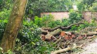 গাছ কেটে পাখির ছানা মেরে ফেলায় মামলা