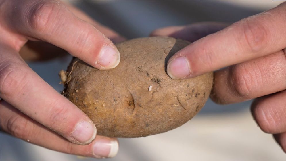 তীব্র গরমে মাটির নিচে ‘সেদ্ধ’ হয়ে যাচ্ছে আলু