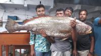 এক ‘দাতিনা ভোল’ মাছের দাম সাড়ে ৩ লাখ টাকা
