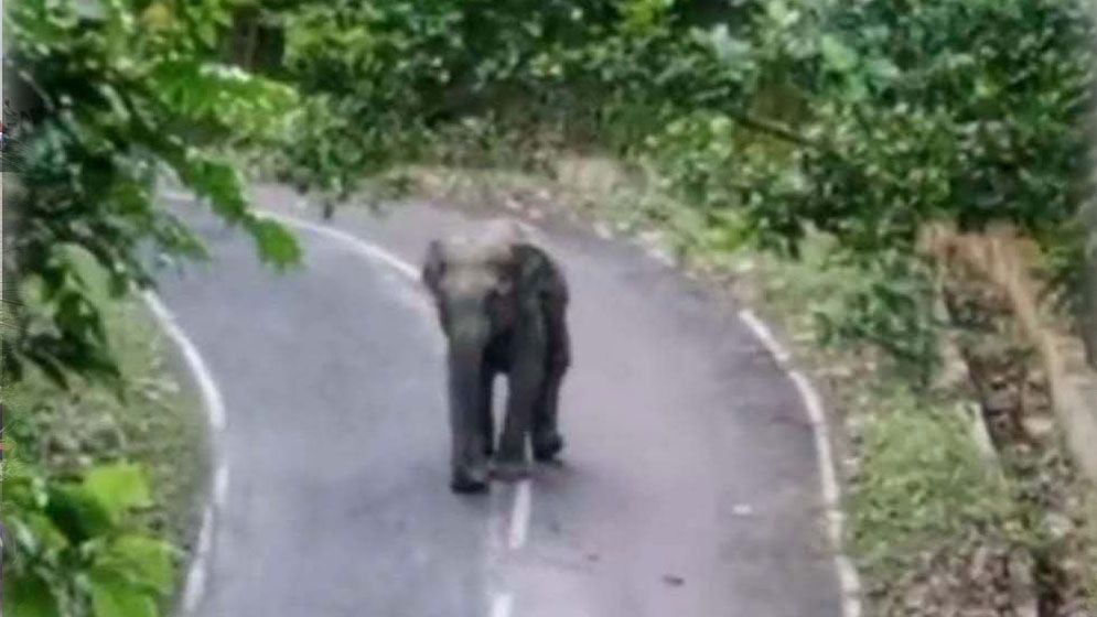 কাপ্তাই-রাঙামাটি সড়কে বন্যহাতির বিচরণ, আতঙ্কে স্থানীয়রা