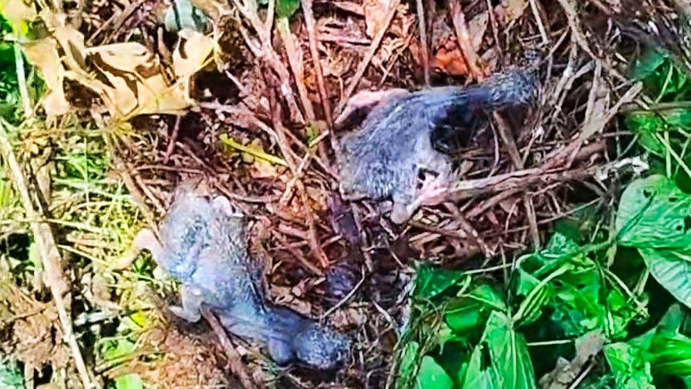 শেরপুরে গাছ কেটে পাখির বাসা ও ছানা ধ্বংসের মামলায় গ্রেফতার ১