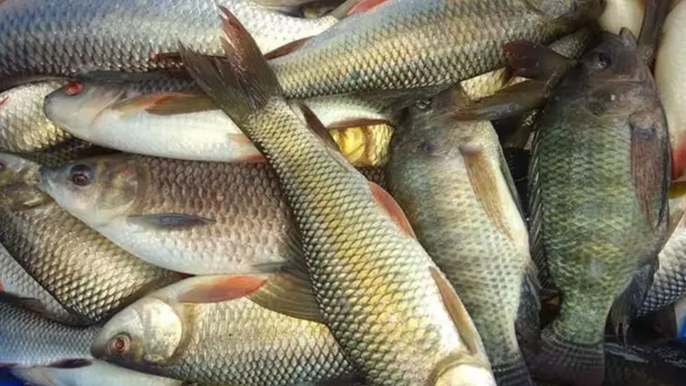 মাছ চাষ : সাফল্য থেকে টেকসই উন্নয়নের পথে