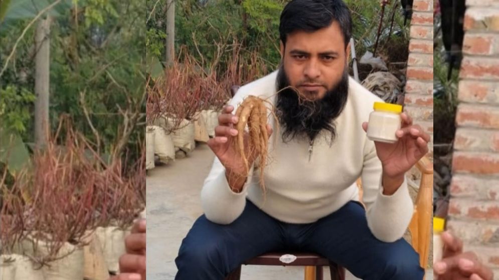 বাড়ির ছাদে জিনসেং চাষ করে সফলতা দেখছেন আইনুল