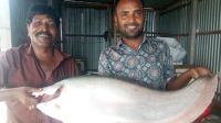 পদ্মার এক চিতলের দাম ১১ হাজার ৬৫০ টাকা