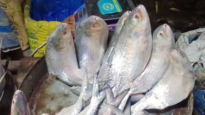 সাগর-মেঘনায় ধরা পড়ছে ঝাঁকে ঝাঁকে ইলিশ, কমেনি দাম