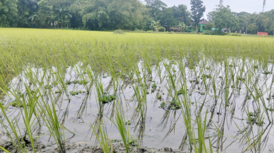 বারহাট্টায় আমনের শুরুতেই কৃত্রিম সার সংকটে দিশেহারা কৃষক, কিনতে হচ্ছে বেশি দামে