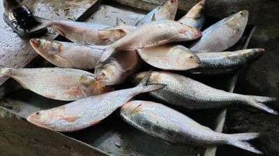 অনলাইনে ইলিশ বিক্রির নামে প্রতারণা, গ্রেফতার ২