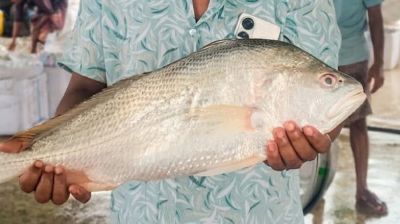 জেলের জালে বিরল ‘ভোল পোয়া’, ১১ হাজার টাকায় বিক্রি