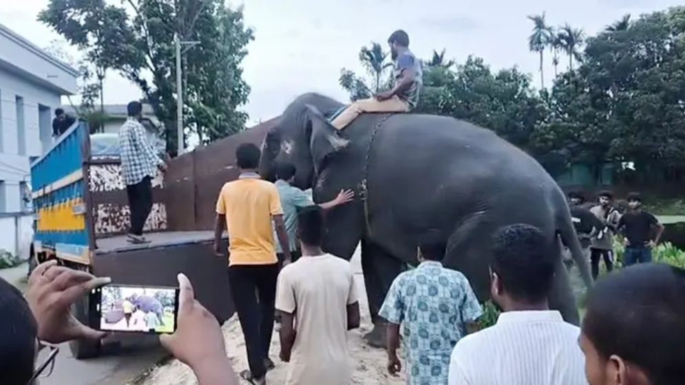 মন্ত্রীর নির্দেশে গাজীপুর সাফারি পার্কে ফিরিয়ে আনা হলো দুই হাতি