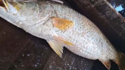মেঘনার ১৬ কেজির কোরাল ২৪ হাজারে বিক্রি