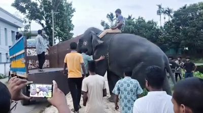 মন্ত্রীর নির্দেশে গাজীপুর সাফারি পার্কে ফিরিয়ে আনা হলো দুই হাতি