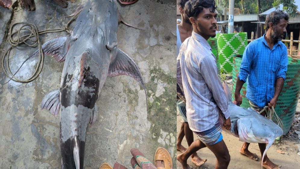 যমুনায় ধরা পড়ল ৪১ কেজির বাগাড়