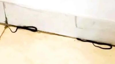 শিক্ষা মন্ত্রণালয়ে সাপের হানা