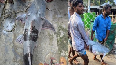 যমুনায় ধরা পড়ল ৪১ কেজির বাগাড়