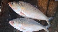 সাড়ে ৩ কেজি ওজনের দুই ইলিশ ১৫ হাজার টাকায় বিক্রি