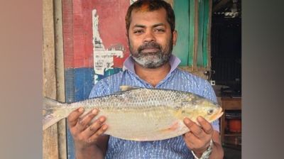ভোলা উপকূলের নদীতে ধরা পড়ছে বড় সাইজের ইলিশ, বিদেশে রপ্তানির প্রস্তুতি