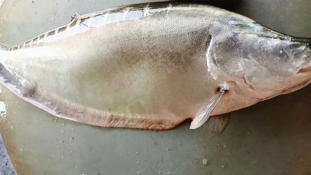 এক চিতলের দাম সাড়ে ৭ হাজার টাকা
