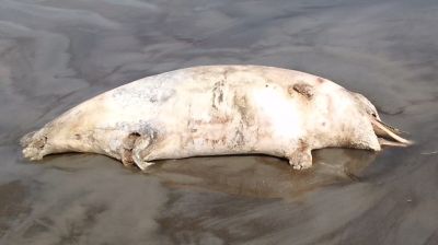 সৈকতে ভেসে এলো ৬ ফুটের মৃত ডলফিন